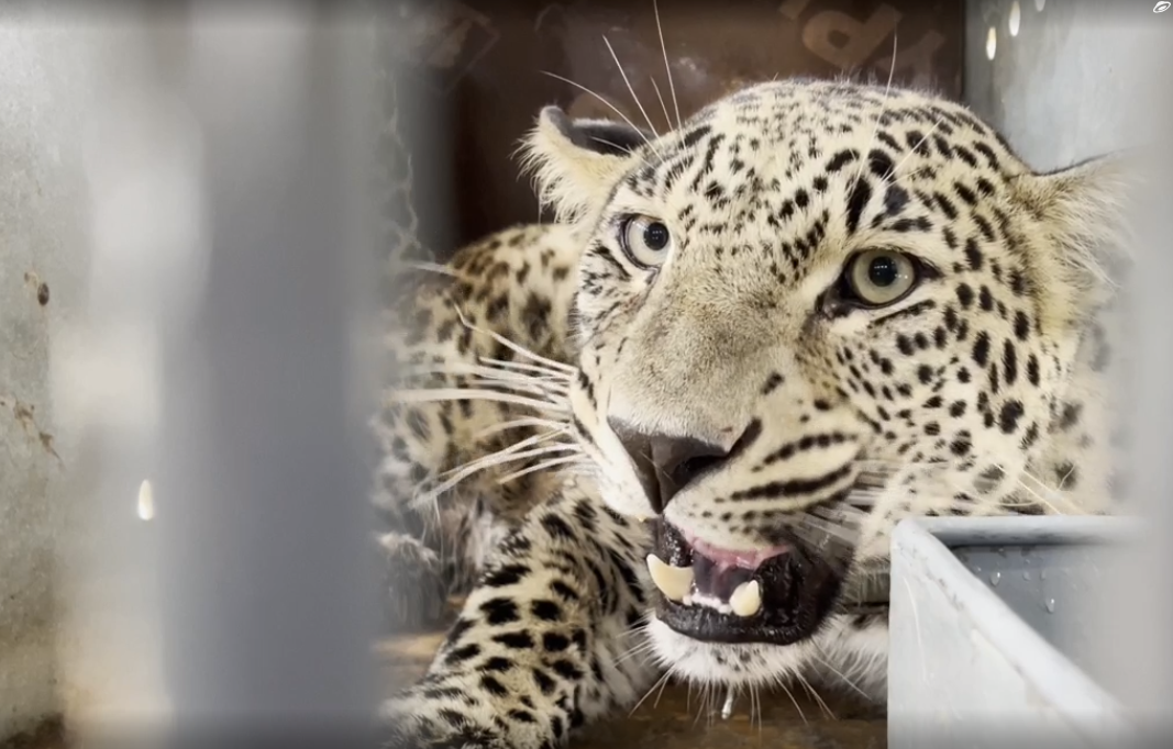 Central Asian leopard named Chilmas released into the wild