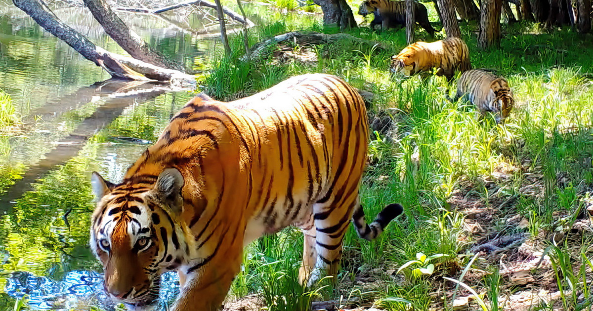 The number of Amur tigers in the “Land of the Leopard” has become the largest in the world