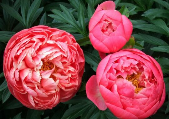 Peony Care in September: The Main Thing