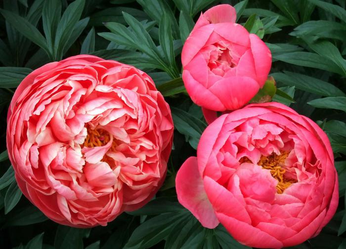 Peony Care in September: The Main Thing