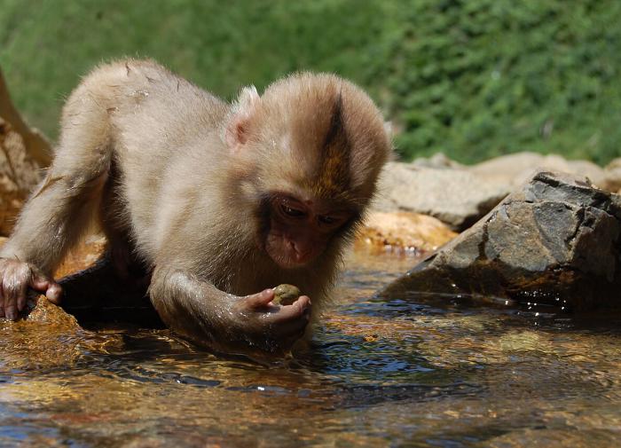 Indonesia, Singapore tighten border controls over monkeypox outbreak among tourists